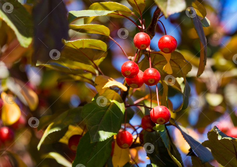 Скачать Крупный план маленьких красных яблок сибирского крабовидного яблока (Malus baccata) на солнечном фоне осенних листьев в общественном ландшафтном городском парке Краснодара или парке Галицкого.  Выборочный фокус. фотосток Ozero