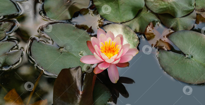 Скачать Розовая водяная лилия или цветок лотоса Marliacea Rosea в садовом пруду. Нимфея крупным планом над зелеными листьями. Цветочный пейзаж для обоев природы с пространством для копирования. Выборочный фокус фотосток Ozero
