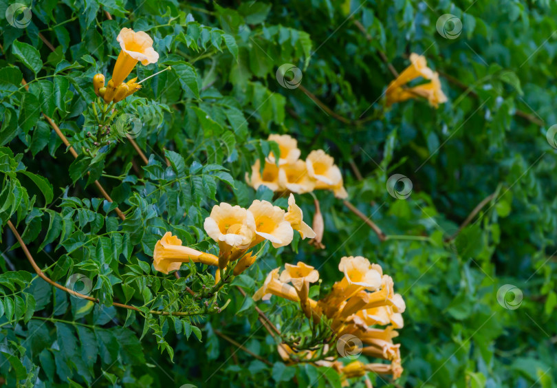 Скачать Красивая золотисто-желтая трубчатая лоза Campsis radicans Flava в цвету на фоне зеленых листьев. Красивые цветы в общественном городском парке Краснодара или парке Галицкого. фотосток Ozero