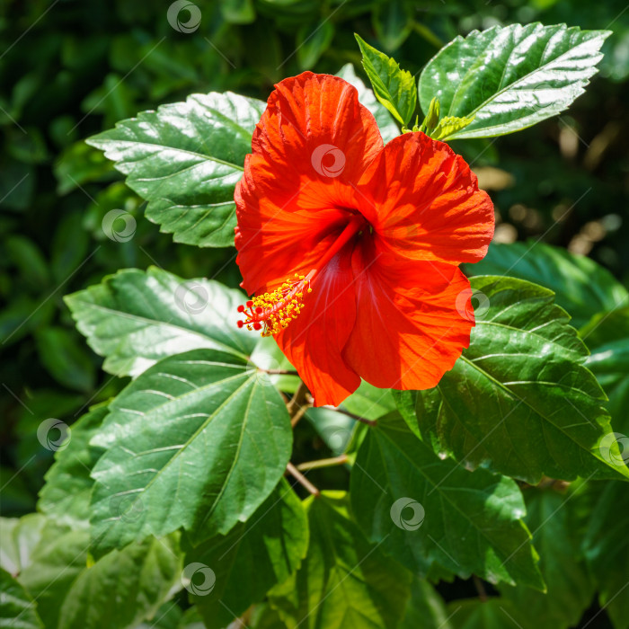 Скачать Яркий крупный цветок китайского гибискуса (Hibiscus rosa-sinensis) на фоне зеленого сада. Китайская роза или гавайский гибискус в солнечном свете. Концепция природы для дизайна. Место для вашего текста. фотосток Ozero