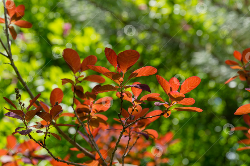 Скачать Красные листья на фоне зелени. Молодые красные листья Cotinus coggygria Royal Purple (Rhus cotinus, европейское дымчатое дерево) на солнечном фоне размытой зелени в весеннем саду. фотосток Ozero