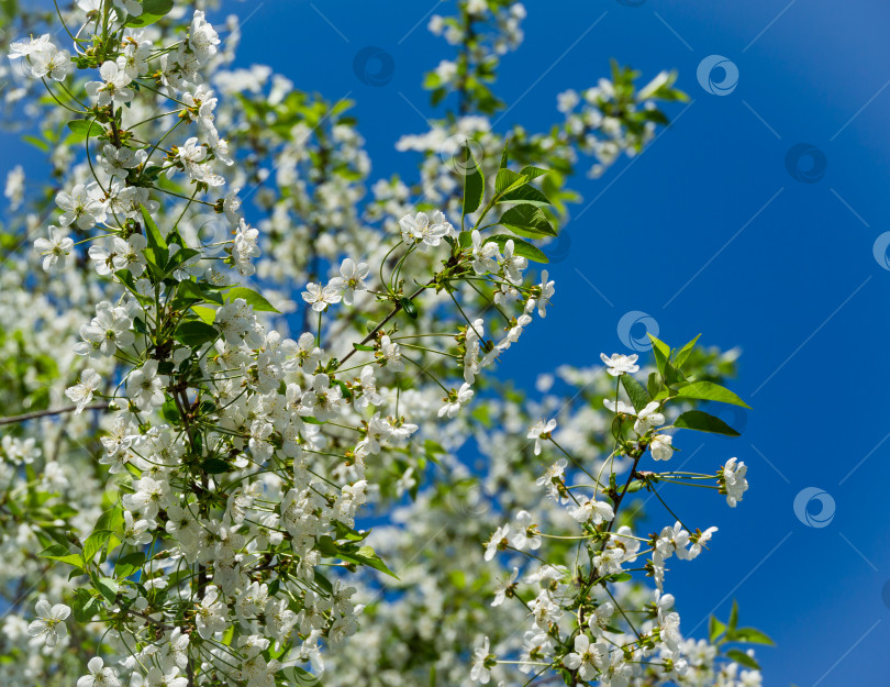 Скачать Сезон цветения вишни. Белые цветы на фоне голубого неба в весеннем саду. Цветы вишни крупным планом в солнечный день. Выборочный фокус. Свежие обои, концепция фона природы фотосток Ozero
