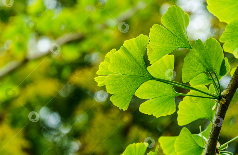 Скачать Дерево гинкго (Ginkgo biloba) или гингко с ярко-зелеными молодыми листьями на фоне размытой листвы. Выборочный крупный план. Концепция природы свежих обоев. Место для вашего текста фотосток Ozero