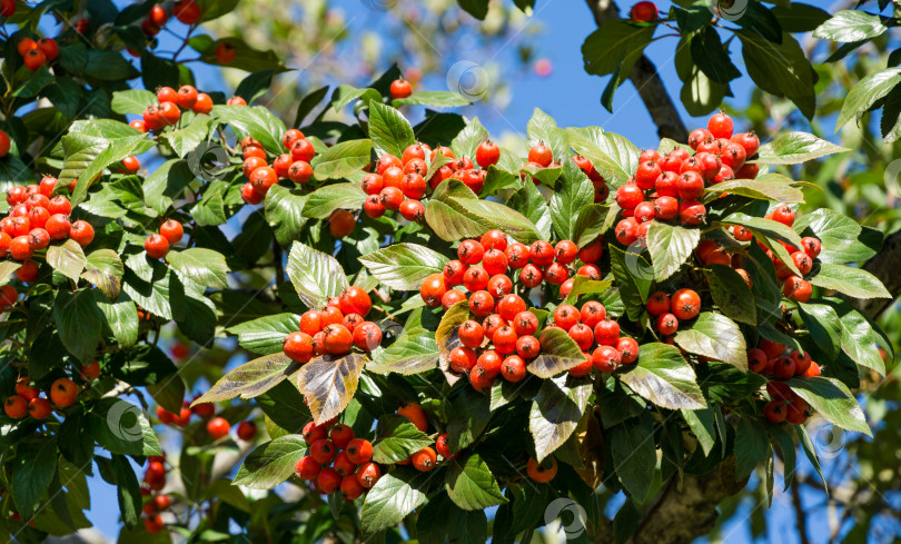 Скачать Крупный план красных гроздей боярышника Лавалле (Crataegus x lavallei Carrierei) Терновник или майское дерево в городском парке Краснодара. Общественный пейзаж парка Галицкого солнечной осенью 2021 года.  Выборочный фокус. фотосток Ozero