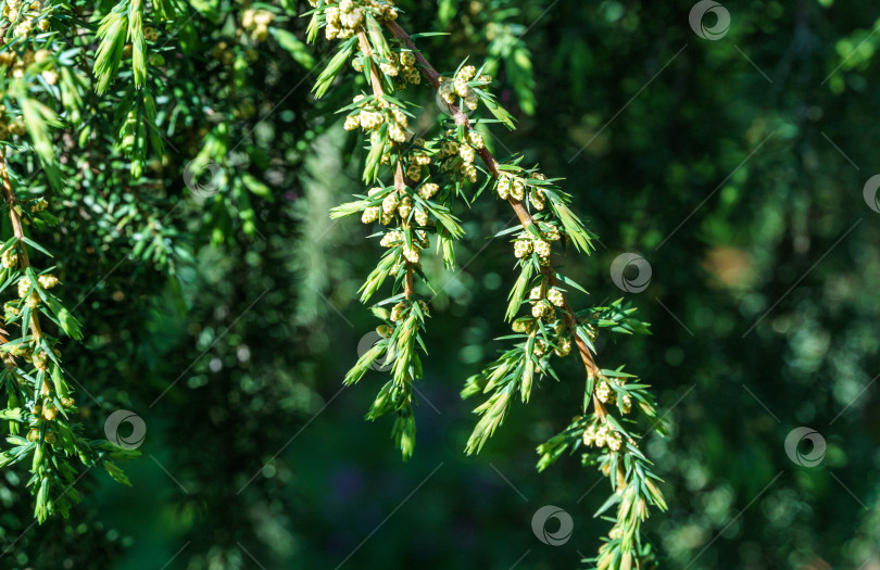 Скачать Можжевельник Juniperus communis Хорстманна в цвету на фоне зеленого сада. Крупным планом хвоя и цветы на ветках можжевельника. Концепция природы для весеннего дизайна. Выборочный фокус фотосток Ozero