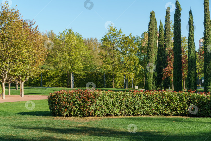 Скачать Красивые кусты Photinia fraseri 'Red Robin' и высокие и стройные кипарисы на заднем плане в городском парке Краснодара. Пейзаж парка Галицкого солнечной осенью 2023 года. Концепт природы на заднем плане фотосток Ozero