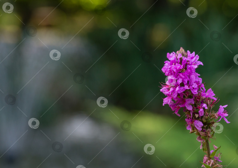 Скачать Lythrum salicaria или пурпурно-красный ландыш в мягком фокусе на размытом фоне садового пруда. Концепция природы для дизайна на размытой зеленой воде. Цветочный пейзаж для обоев природы с пространством для копирования фотосток Ozero