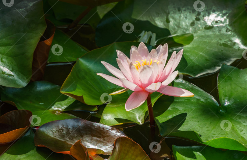 Скачать Розовая водяная лилия или цветок лотоса Marliacea Rosea над большими зелеными листьями в садовом пруду. Нимфея крупным планом с каплями воды. Цветочный пейзаж для обоев на природе. Выборочный фокус фотосток Ozero
