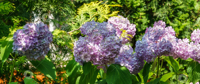 Скачать Мягкий выборочный макрофокус разноцветных розовых цветов hydrangea macrophylla на фоне вечнозеленых растений. Элегантный летний цветочный пейзаж, свежие обои и концепция фона природы фотосток Ozero