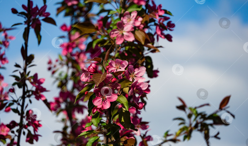 Скачать Фиолетовые цветы яблони Malus 'Makowieckiana'. Темно-розовые соцветия на фоне голубого неба. Ранняя весна в саду. Выборочный фокус. Есть место для текста фотосток Ozero