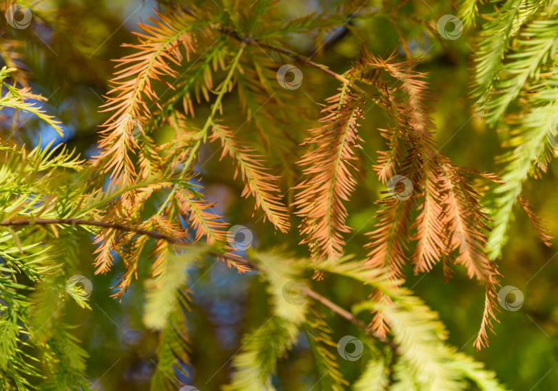 Скачать Крупный план оранжевой изящной листвы лысого кипариса Taxodium Distichum (болотного, белого кипариса, заливного или приливного красного кипариса) в общественном ландшафтном городском парке Краснодара или парке Галицкого солнечной осенью 2021 года фотосток Ozero