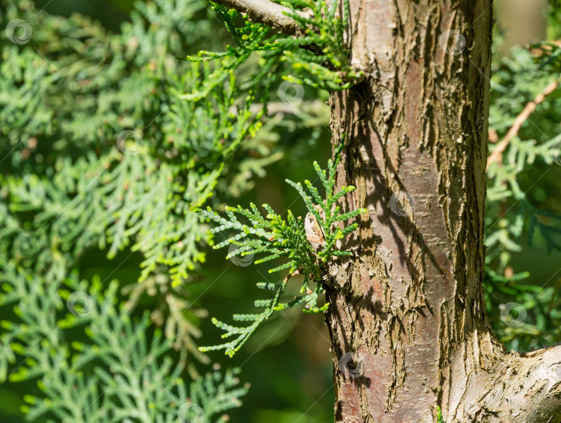 Скачать Крупный план молодых зеленых листьев на стволе дерева туи (Platycladus orientalis). Platycladus orientalis, также известного как китайская туя или восточная туя-древоточец). Выборочный фокус. фотосток Ozero