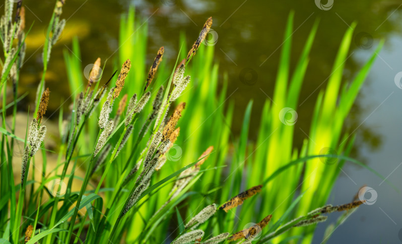 Скачать Цветущая осока Carex Nigra (Carex melanostachya) на берегу садового пруда. Пушистые желтые шляпки на черной или обычной осоке. Природная концепция весеннего дизайна. фотосток Ozero