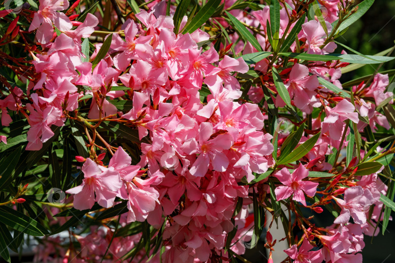 Скачать Крупный план цветка розового олеандра (Nerium oleander). Цветение дерева Nerium oleander flowers. Розовые цветы на кустарнике в центре города-курорта Сочи. Токсичен во всех своих проявлениях. фотосток Ozero