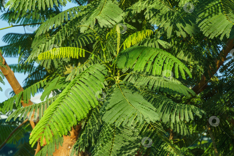 Скачать Крупный план дерева Delonix regia (яркое или королевское дерево Пуансиана) со свежими листьями в зеркальном лабиринте. Редкое дерево растет в общественном городском парке Краснодара или "Галицкий". фотосток Ozero