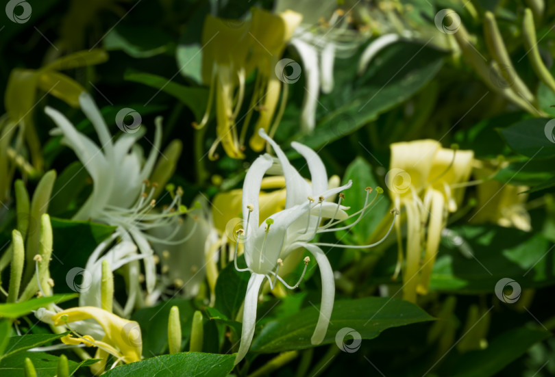 Скачать Крупный план белого и желтого цветка Lonicera japonica, известного как японская жимолость и золотисто-серебристая жимолость. Вечнозеленая цветущая ароматная лиана, возможно, Lonicera giraldii. фотосток Ozero