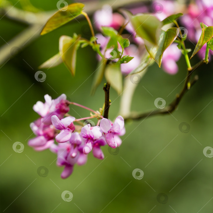 Скачать Редбад восточный, или Eastern Redbud Cercis canadensis пурпурный весенний цветок. Крупный план розовых цветов иудиного дерева на зеленом фоне. Выборочный фокус. Концепция природы для дизайна. Место для вашего текста фотосток Ozero