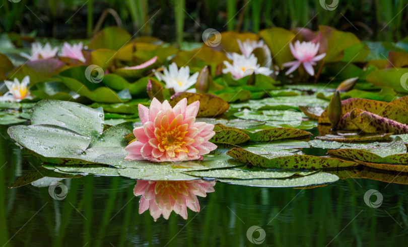 Скачать Волшебная большая ярко-розовая водяная лилия или цветок лотоса, оранжевый закат Перри в садовом пруду. Нимфея, отражающаяся в воде. Цветочный пейзаж для обоев природа фотосток Ozero
