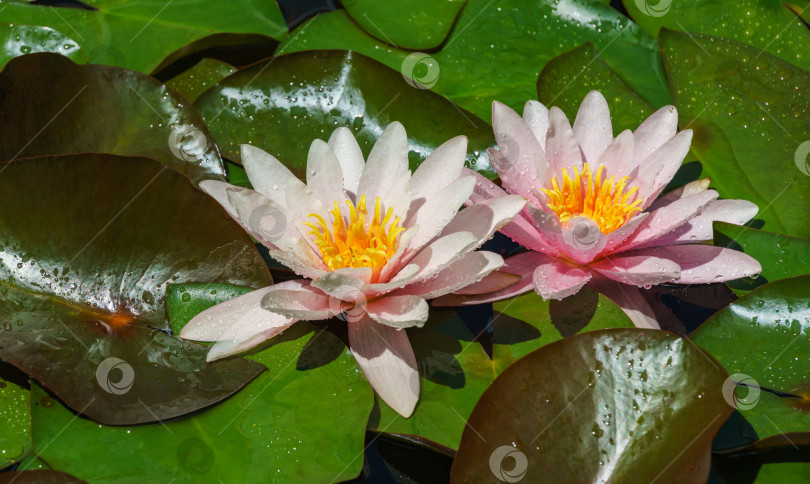 Скачать Две удивительные розовые водяные лилии или цветы лотоса Marliacea Rosea в старом пруду. Нимфеи крупным планом с каплями воды. Летний цветочный пейзаж, свежие обои и фон природы. фотосток Ozero