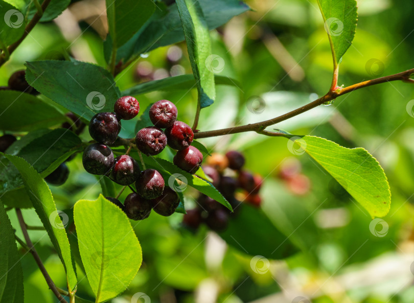 Скачать Черноплодная рябина (Aronia melanocarpa) с темно-фиолетовыми черными плодами. Ягоды черноплодной рябины крупным планом со свежими листьями на размытом зеленом фоне. Концепция фона природы. Место для вашего текста фотосток Ozero