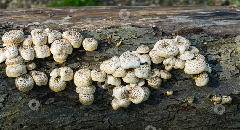 Скачать Lentinus tigrinus на стволе старой яблони. Белые с коричневыми шляпками грибы из семейства полипоровых. Съедобные грибы в естественной среде обитания в саду. Место для вашего текста. фотосток Ozero