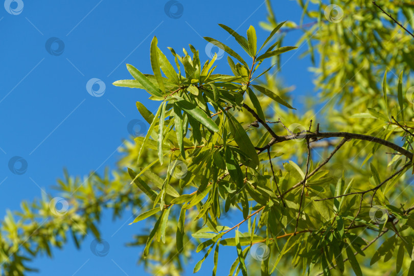 Скачать Великолепная зеленая листва ивового дуба (Quercus phellos) на фоне голубого неба. Общественный ландшафтный городской парк Краснодара или "Парк Галицкого" для отдыха и прогулок фотосток Ozero