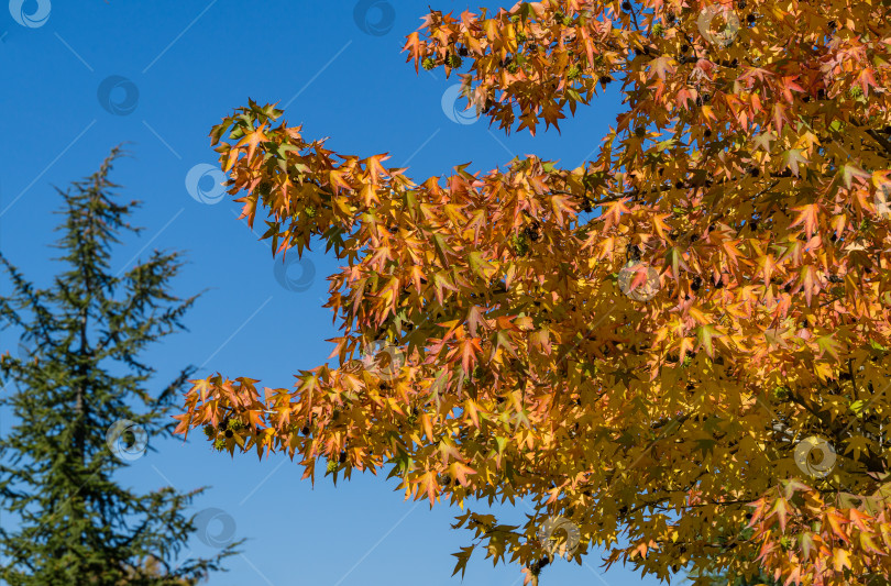 Скачать Крупный план красных листьев и остроконечных шариков-семян Liquidambar styraciflua, обычно называемого американской сладкой камедью (янтарное дерево), в городском парке Краснодара или парке Галицкого осенью. Концепция природы для дизайна фотосток Ozero