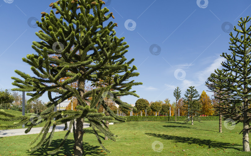 Скачать Остроконечная зеленая араукария араукана, дерево-головоломка обезьяны, дерево-хвост обезьяны или чилийская сосна в ландшафтном городском парке Краснодара или парке Галицкого солнечной осенью 2021 года фотосток Ozero