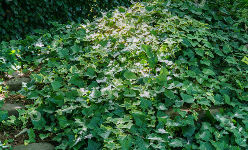 Скачать Зеленый английский плющ (Hedera helix, европейский плющ) и пестрый плющ Hedera helix Goldchild ковром покрывают декоративный холм в тенистом саду. Природная концепция дизайна. Избирательный подход фотосток Ozero