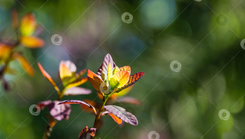 Скачать Молодые фиолетовые листья Cotinus coggygria Royal Purple (Rhus cotinus, европейское дымчатое дерево) на фоне размытой зелени в стиле боке. Есть место для текста. Концепция природы для весеннего дизайна фотосток Ozero