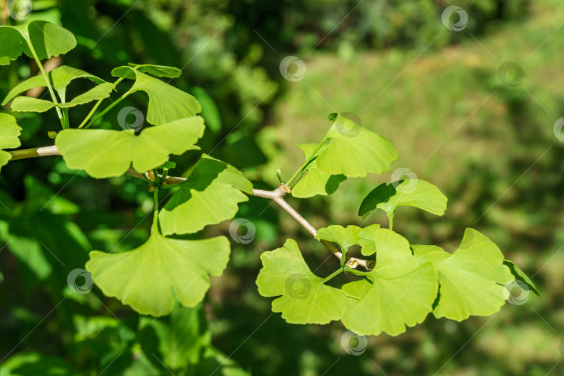 Скачать Дерево гинкго (Ginkgo biloba) или гингко с ярко-зелеными молодыми листьями на фоне размытой листвы.  Мягкий селективный крупный план. Свежая концепция природы обоев. фотосток Ozero