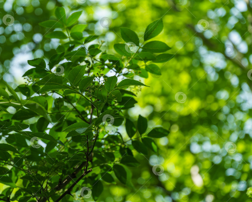 Скачать Зеленые ягоды Zanthoxylum americanum, колючий ясень (сычуаньский перец) - колючее дерево с колючими ветвями. Крупный план при естественном солнечном свете. Концепция природы для дизайна. Есть место для текста. фотосток Ozero