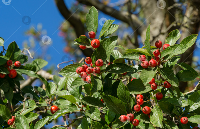 Скачать Крупный план красных гроздей боярышника Лавалле (Crataegus x lavallei Carrierei) Терновник или майское дерево в городском парке Краснодара. Общественный пейзаж парка Галицкого солнечной осенью 2021 года. Выборочный фокус. фотосток Ozero