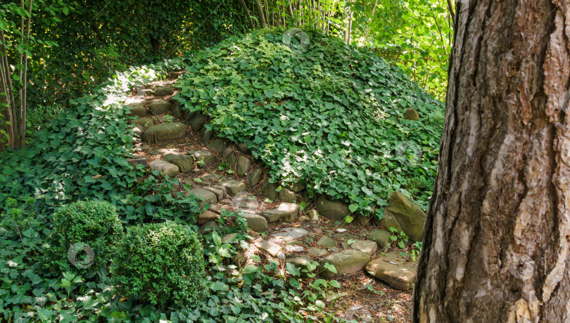 Скачать Каменные ступени ведут на холм, увитый плющом. Зеленый английский плющ (Hedera helix, европейский плющ) и пестрый плющ Hedera helix Goldchild ковром покрывают холм в саду теней. Концепция природы для дизайна. фотосток Ozero