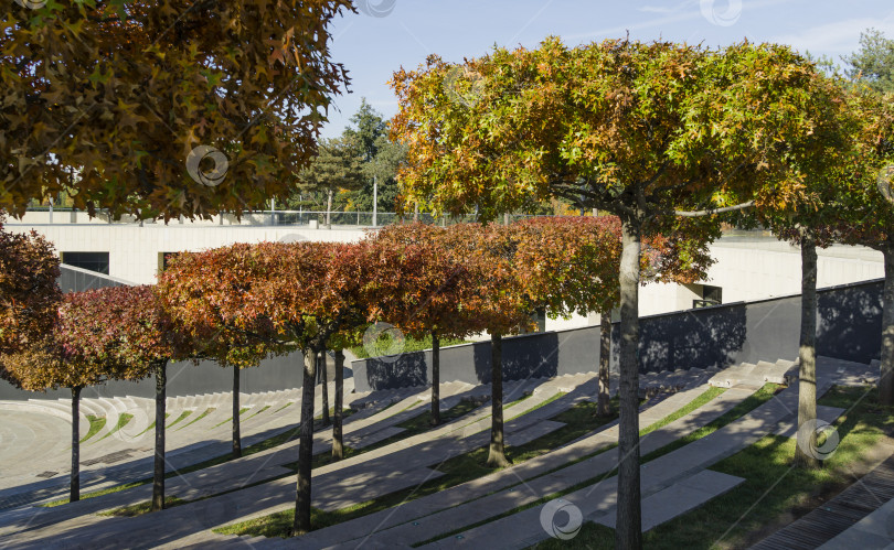 Скачать Сформировавшиеся дубы Quercus palustris, сосновый или болотный испанский дуб на террасах амфитеатра в общественном городском парке Краснодара или парке Галицкого. Осенний солнечный день 2021. Концепция Nature для естественного дизайна. фотосток Ozero