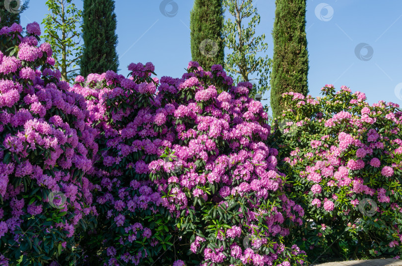Скачать Большие кусты рододендрона 'Roseum Elegans' (гибрид catawbiense) с розово-фиолетовыми цветами распускаются в общественном ландшафтном городском парке "Краснодарский" или "Галицкий".  Кипарисы над розовыми цветами рододендрона фотосток Ozero