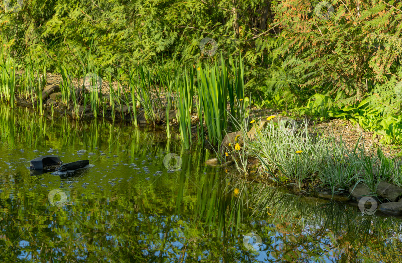 Скачать Шумовка плавает на поверхности воды в пруду. Красивый и чистый пруд. Phalaris arundinacea или тростниковая канареечная трава и Iris pseudacorus (желтый флаг, желтый ирис) отражаются в зеркале пруда. фотосток Ozero