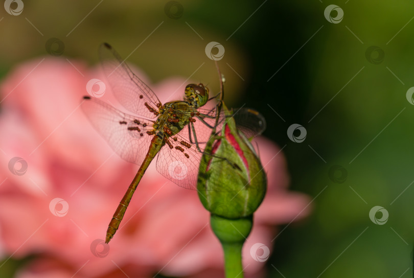 Скачать Стрекоза-бродяга (Sympetrum vulgatum) с кровососущими личинками Trombidiidae (Erythraeidae) на крыльях. Стрекоза сидит на розовой розе. Trombidiidae, также известные как красные бархатные клещи, покрывают крылья. фотосток Ozero