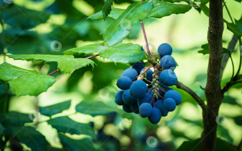Скачать Синие ягоды махонии воднолистной или винограда сорта Орегон в саду. Мягкий отборный акцент на ярко-синих ягодах. Прекрасный природный фон для любой идеи. фотосток Ozero