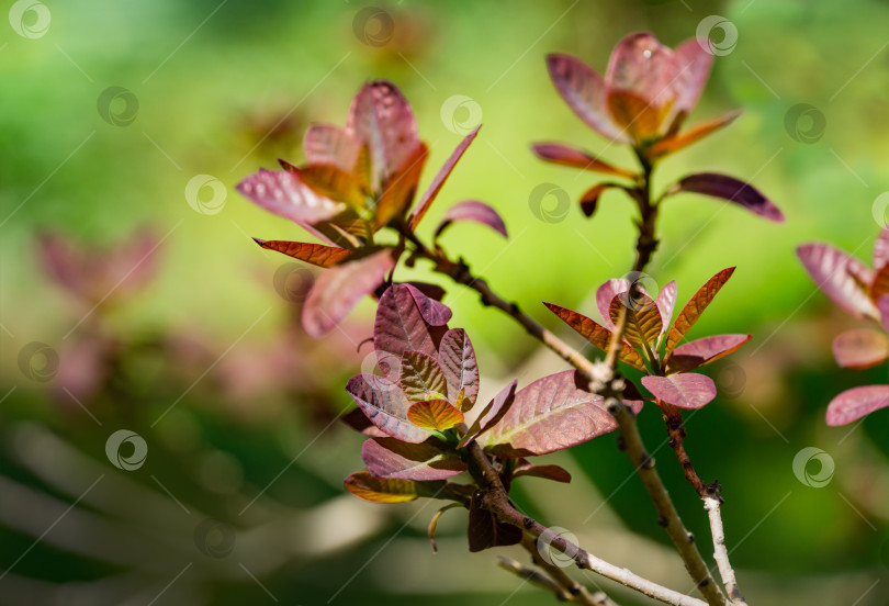 Скачать Молодые фиолетовые листья Cotinus coggygria Royal Purple (Rhus cotinus, европейское дымчатое дерево) на фоне размытой зелени в стиле боке. Есть место для текста. Концепция природы для весеннего дизайна фотосток Ozero