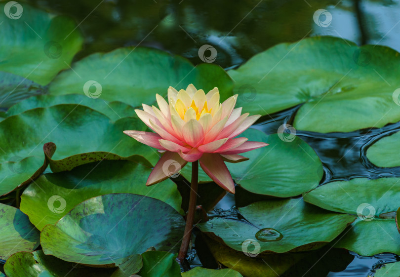 Скачать Большая удивительная ярко-розово-оранжевая водяная лилия, цветок лотоса, оранжевый закат Перри в садовом пруду над зелеными листьями.  Крупный план нимфеи. Цветочный пейзаж для обоев природа фотосток Ozero