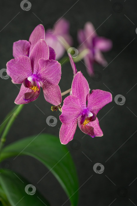 Скачать Ветвь красивого темно-фиолетового цветка орхидеи Фаленопсис Дестини, известной как орхидея мотылька или Фал, на черном фоне. Выборочный фокус на переднем плане. фотосток Ozero