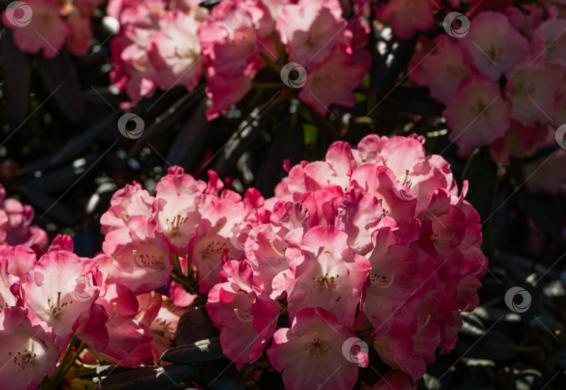 Скачать Крупный план цветущего куста Rhododendron Yakushimanum 'Fantastica'. Большая двухцветная розовая цветущая азалия в общественном ландшафтном городском парке "Краснодар" или "Парк Галицкого". Концепция природы для дизайна фотосток Ozero