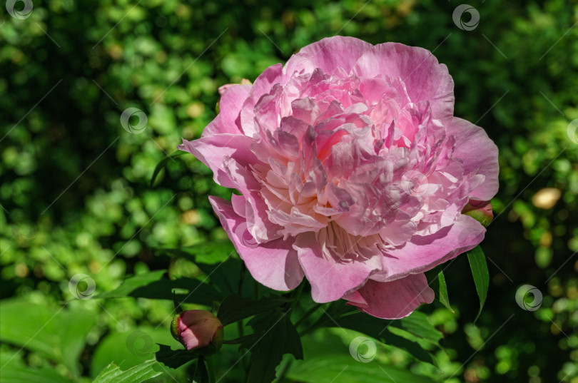 Скачать Красивый ярко-розовый пион, цветущий под солнцем на фоне темной зелени сада. Выборочный фокус. Здесь есть место для вашего текста. фотосток Ozero