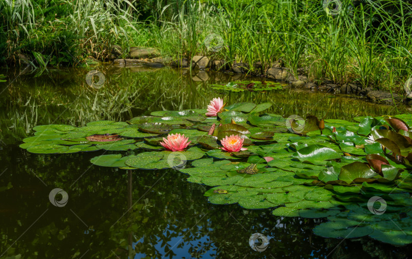 Скачать Большие удивительные ярко-розовые водяные лилии, цветы лотоса, оранжевый закат Перри в пруду с другими нимфеями. Цветочный пейзаж для обоев природа фотосток Ozero