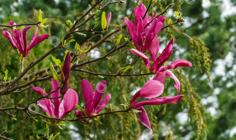 Скачать Крупные розовые цветы магнолии Сьюзен (Magnolia liliiflora x Magnolia stellata). Прекрасное цветение в весеннем саду. Избирательный подход. Концепция природы для дизайна. фотосток Ozero