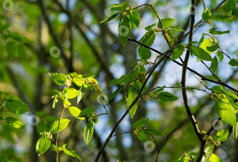 Скачать Молодые зеленые листья с весенними сережками Carpinus betulus, граба европейского или обыкновенного. Красивые веточки на весеннем фоне. Концепция природы для любого дизайна. Избирательный подход фотосток Ozero