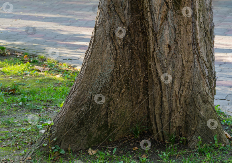 Скачать Красивая текстура основания ствола серого дерева тополя (Populus nigra pyramidalis) в парке Горячий Ключ. фотосток Ozero