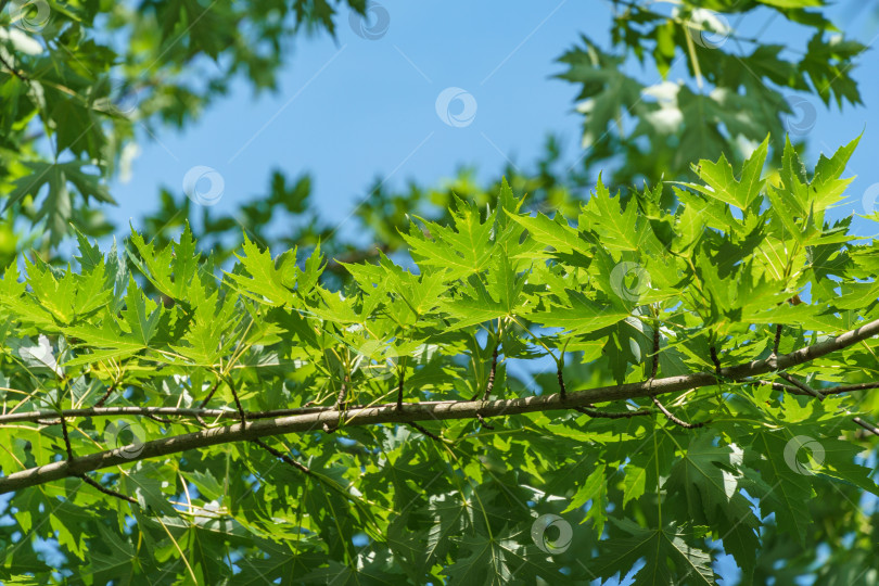 Скачать Клен Acer saccharinum с зелеными листьями на фоне голубого неба. Яркая листва на Acer saccharinum в солнечный весенний день. Природная концепция для любого дизайна. Мягкий избирательный акцент. Место для вашего текста фотосток Ozero