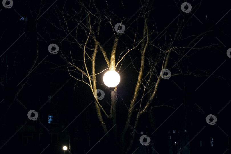 Скачать Яркий уличный фонарь среди ветвей деревьев в темноте фотосток Ozero